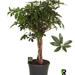 Schefflera Compacta Schefflera arb. Compacta melted braid
(1 Plants/Order)(35cmP 130cmH)