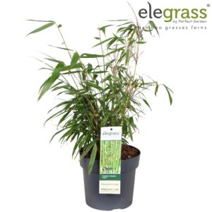 Fargesia robusta Pingwu Fargesia robusta 'Pingwu' P19
(1 Plants/Order)(19cmP 50cmH)