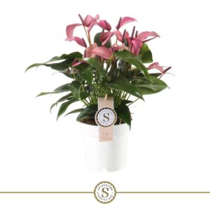 Anthurium Zizou Zizou 14cm
(6 Plants/Order)(14cmP 45cmH)