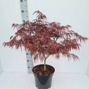 Acer palmatum Garnet Acer palmatum 'Garnet'
(1 Plants/Order)(26cmP 90cmH)