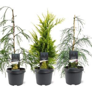 Chamaecyparis Chamaecyparis law. mix opgaand
(1 Plants/Order)(19cmP 55cmH)