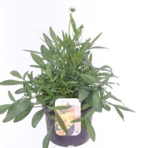 Coreopsis grandiflora Illico Coreopsis grand. Illico
(6 Plants/Order)(17cmP 30cmH)
