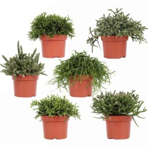 Rhipsalis mix Rhipsalis mixed 12 cm
(6 Plants/Order)(12cmP 20cmH)