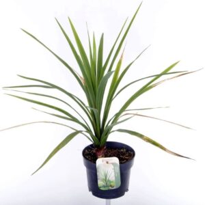 Cordyline Cordyline australis Verde
(6 Plants/Order)(17cmP 55cmH)