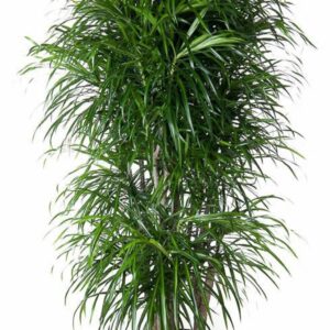 Dracaena Anita Dracaena Anita variegata busch P31
(1 Plants/Order)(31cmP 140cmH)
