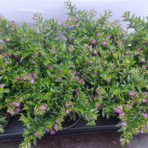 Cuphea hyssopifolia Cuphea hyssopifolia purple
(12 Plants/Order)(10.5cmP 15cmH)