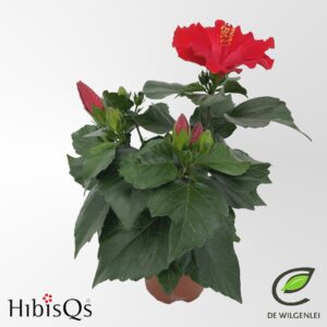 Hibiscus HibisQs® rosa-sinensis 'Eos' p13
(8 Plants/Order)(13cmP 35cmH)