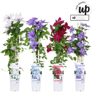 Clematis Clematis Evison Our Choice mix laag P15
(50 Plants/Order)(15cmP 65cmH)
