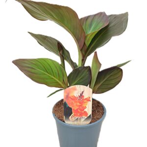 Canna Pacific Beauty Canna Atlantic Beauty Zonder Flower p 14
(8 Plants/Order)(14cmP 35cmH)