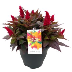 Celosia argentea Kelos Celosia Kelos Fire Scarlet (Wijnrood)
(3 Plants/Order)(20cmP 35cmH)