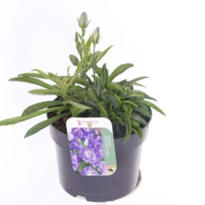 Campanula persicifolia Takion Blue Campanula pers. Takion Blue
(6 Plants/Order)(17cmP 25cmH)
