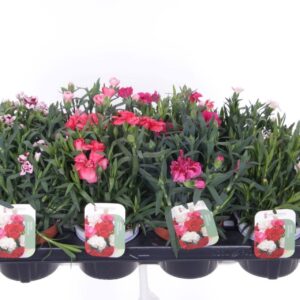 Carnation caryophyllus Carnation caryophyllus mix
(8 Plants/Order)(13cmP 30cmH)