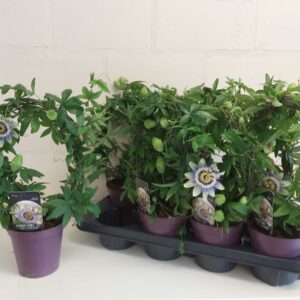 Passiflora Passiflora caerulea
(8 Plants/Order)(13cmP 40cmH)