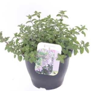 Nepeta Nepeta faassenii
(1 Plants/Order)(23cmP 30cmH)