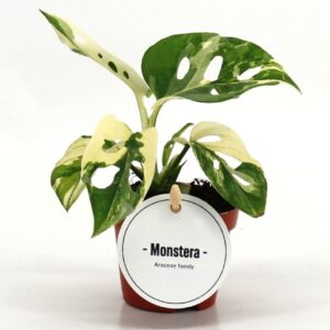 Monstera obliqua Leichtlinii Monstera Adansonii Variegata
(20 Plants/Order)(6cmP 15cmH)
