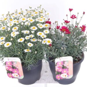 Argyranthemum Molimba MI Argyranthemum frutescens mix
(1 Plants/Order)(23cmP 45cmH)