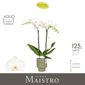 Phalaenopsis white more Ripsen Maistro Mozart 2 spike 50 cm in Emilia Green Aquo
(6 Plants/Order)(12cmP 50cmH)