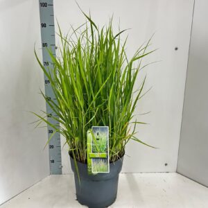 Panicum virgatum Panicum virgatum 'Stäffa'
(1 Plants/Order)(29cmP 85cmH)