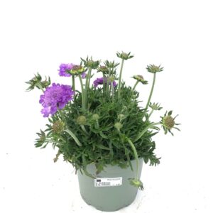 Scabiosa Scabiosa 'Mariposa Blue'
(1 Plants/Order)(19cmP 45cmH)