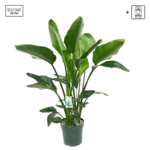 Strelitzia nicolai Strelitzia Nicolai
(1 Plants/Order)(30cmP 180cmH)