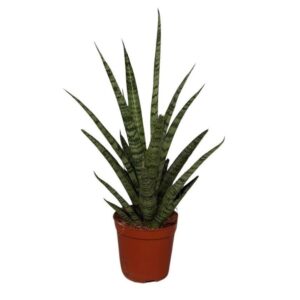 Sansevieria Cylindrica Sansevieria Punky
(6 Plants/Order)(12cmP 35cmH)