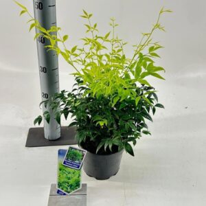 Nandina domestica Nandina domestica Lemon & Lime ('Lemlim'PBR)
(1 Plants/Order)(17cmP 40cmH)
