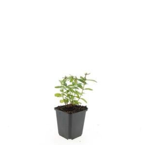 Hypericum calycinum Hypericum calycinum
(12 Plants/Order)(9cmP 15cmH)