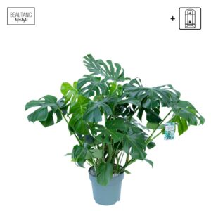 Monstera deliciosa Monstera Deliciosa
(1 Plants/Order)(30cmP 90cmH)