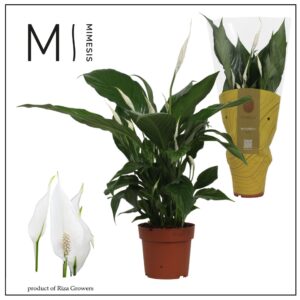 Spathiphyllum Sweet Benito Spathipyllum Sweet Benito - 13 cm | Mimesis
(8 Plants/Order)(13cmP 55cmH)