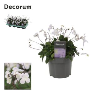 Streptocarpus Streptocarpus white 13 cm Decorum
(8 Plants/Order)(13cmP 25cmH)