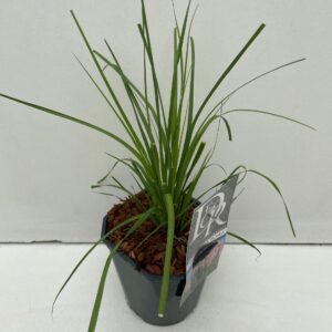 Cortaderia selloana Rosea Cortaderia sell. 'Rosea'
(6 Plants/Order)(17cmP 50cmH)