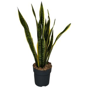 Sansevieria Laurentii Sansevieria Laurentii
(1 Plants/Order)(21cmP 75cmH)