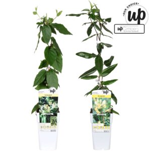 Lonicera Lonicera Our Choice mix laag P15
(50 Plants/Order)(15cmP 65cmH)