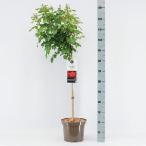 Rosa Rosa (TH) Cherry Girl ®, stam 70, C7.5
(1 Plants/Order)(26cmP 100cmH)