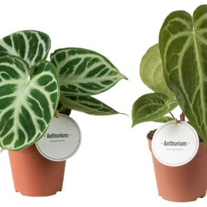 Anthurium Leaf Anthurium mix
(8 Plants/Order)(12cmP 20cmH)