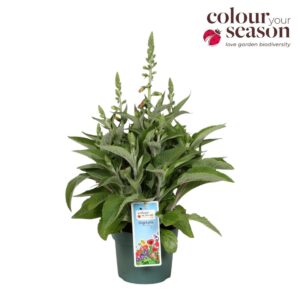 Digitalis Lucas Digitalis Lucas Silver Leaves P19
(3 Plants/Order)(19cmP 60cmH)