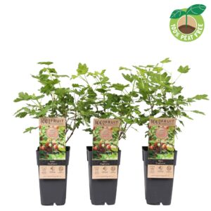 Ribes Ribes 'Captivator', P15
(10 Plants/Order)(15cmP 50cmH)