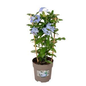 Plumbago auriculata Plumbago blue P15 Rack
(6 Plants/Order)(15cmP 45cmH)