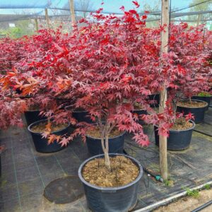 Acer palmatum Red Emperor Acer palmatum 'Red Emperor'
(1 Plants/Order)(59cmP 180cmH)