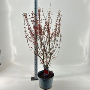 Acer palmatum Jerre Schwartz Acer pal. 'Jerre Schwartz'
(1 Plants/Order)(29cmP 130cmH)