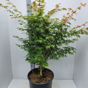 Acer palmatum Sangokaku Acer palmatum 'Sangokaku'
(1 Plants/Order)(43cmP 170cmH)