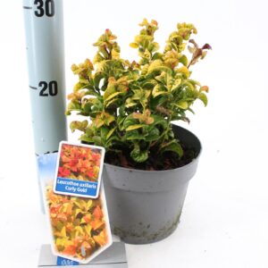 Leucothoe axillaris Curly Gold Leucothoe axillaris ‘Curly Gold’ PBR
(1 Plants/Order)(17cmP 25cmH)
