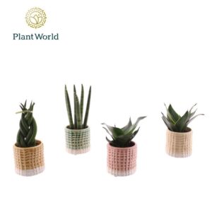 Indoor plants gem. green 4 Types Sansevieria mix in Pot Elsa
(15 Plants/Order)(6cmP 10cmH)