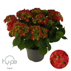 Hydrangea macrophylla other Hydrangea Mophead Red 10+ | Hy-pe Original
(1 Plants/Order)(23cmP 45cmH)