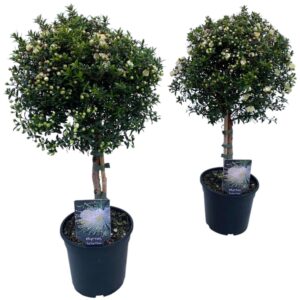 Myrtus communis Myrtus communis "op stam"
(6 Plants/Order)(15cmP 45cmH)