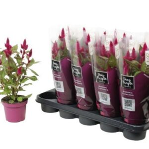 Celosia Deep Purple Celosia 'Deep Purple' Caracas with sleeve
(10 Plants/Order)(12cmP 35cmH)