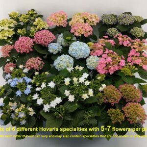 Hydrangea Hovaria Hydrangea Hovaria mix 5-7
(6 Plants/Order)(14cmP 37cmH)