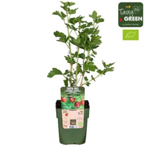 Ribes uva-crispa Ribes uva-crispa Captivator Bio P13
(10 Plants/Order)(13cmP 30cmH)