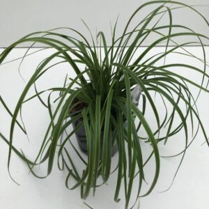 Carex oshimensis Carex 'Everlime'
(6 Plants/Order)(17cmP 30cmH)