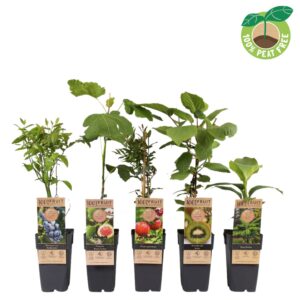 fruit trees other mix tray exclusief, P15
(10 Plants/Order)(15cmP 50cmH)